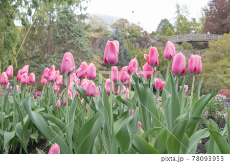 Vancouverの Queen Elizabeth Parkに咲くチューリップと日本庭園の橋 Vancouverの Queen Elizabeth Parkに咲くチューリップと日本庭園の橋 78093953