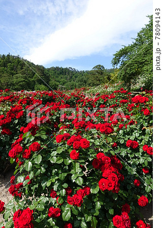 満開のバラ 薔薇 ばら 満開のバラ 薔薇 ばら 78094143