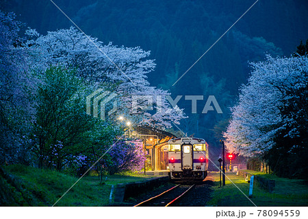 夜桜キハ 78094559