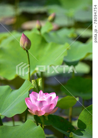 沖縄 那覇新都心の公園に咲く蓮の花 沖縄 那覇新都心の公園に咲く蓮の花 78094754