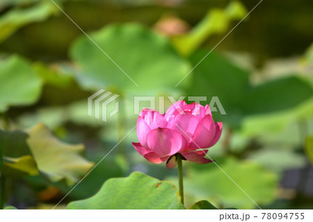 沖縄 那覇新都心の公園に咲く蓮の花 沖縄 那覇新都心の公園に咲く蓮の花 78094755