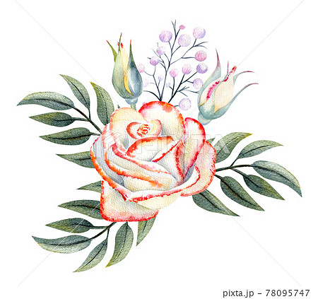 A bouquet of white roses with a pink edge, leaves, berries, decorative twigs. Watercolor illustrations for the design of greeting cards, invitations, etc 78095747