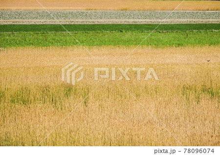 【田園】初夏の麦秋 麦畑 麦 実り 78096074