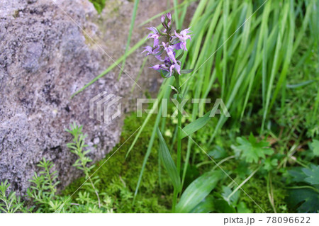 ハクサンチドリ 78096622