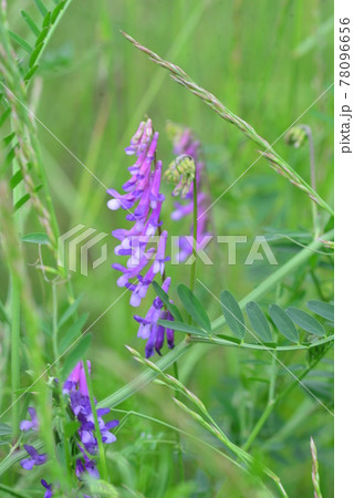 赤紫色の花　草藤 78096656