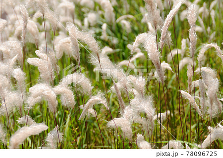 チガヤの綿毛 チガヤの綿毛 78096725