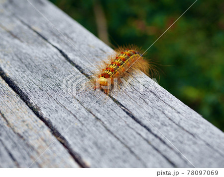 木材を這うマイマイガ 78097069