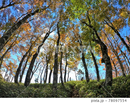釈迦ヶ岳の紅葉混じりの林 釈迦ヶ岳の紅葉混じりの林 78097554