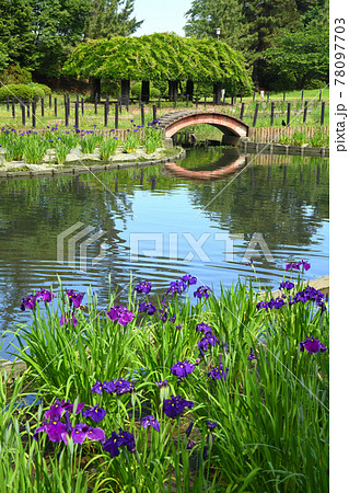 華蔵寺公園の花菖蒲 華蔵寺公園の花菖蒲 78097703