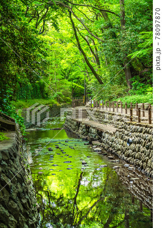 東京の都市風景 等々力渓谷周辺の風景 東京の都市風景 等々力渓谷周辺の風景 78097870