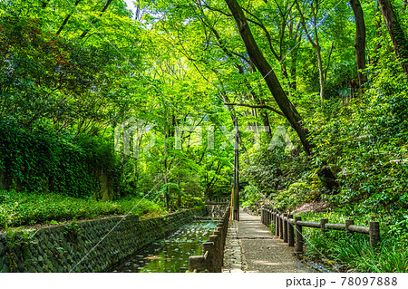 東京の都市風景 等々力渓谷周辺の風景 東京の都市風景 等々力渓谷周辺の風景 78097888