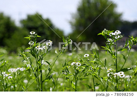 群生するヒメジョオン（姫女苑） 78098250