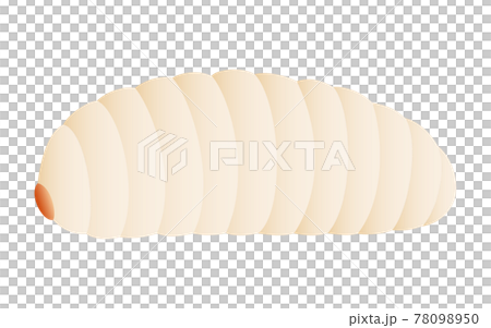 幼蟲,昆蟲食物可以吃的昆蟲 幼蟲,昆蟲食物可以吃的昆蟲 78098950