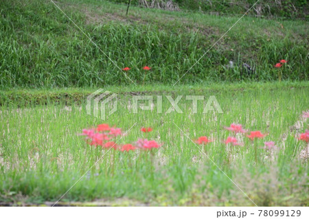 田んぼ　彼岸花 78099129