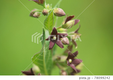 フナバラソウ（舟腹草）の花 78099242