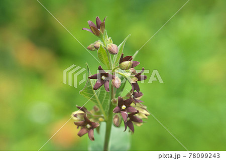 フナバラソウ（舟腹草）の花 78099243