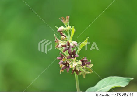 フナバラソウ(舟腹草)の花 フナバラソウ(舟腹草)の花 78099244