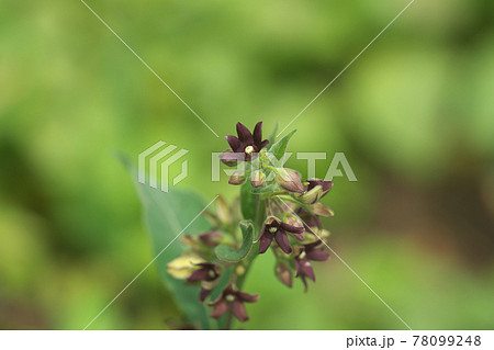 フナバラソウ（舟腹草）の花 78099248