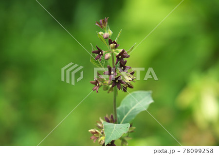 フナバラソウ(舟腹草)の花 フナバラソウ(舟腹草)の花 78099258