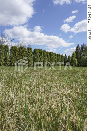 garden surrounded with trees under beautiful sky garden surrounded with trees under beautiful sky 78099484