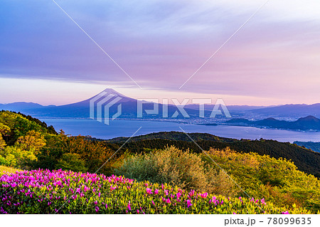(静岡県)達磨山高原レストハウスから望む、駿河湾越しの富士山 早朝 (静岡県)達磨山高原レストハウスから望む、駿河湾越しの富士山 早朝 78099635