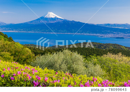 （静岡県）達磨山高原レストハウスから望む、駿河湾越しの富士山　早朝 78099643