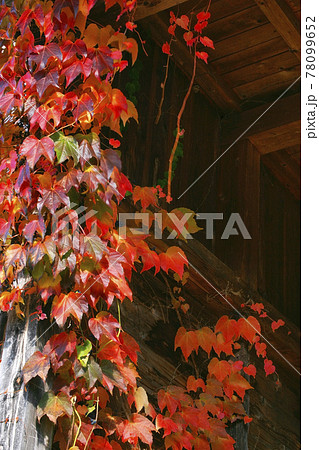 蔦紅葉 78099652