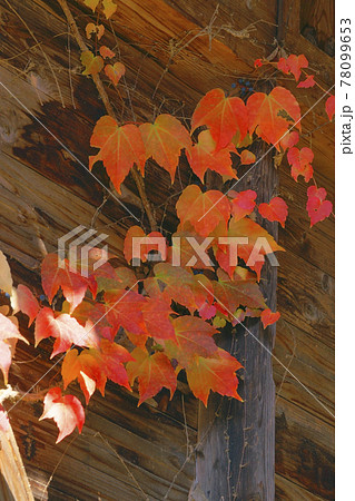 蔦紅葉 蔦紅葉 78099653