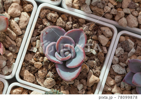 Echeveria Orpet, blue plant top view Echeveria Orpet, blue plant top view 78099878