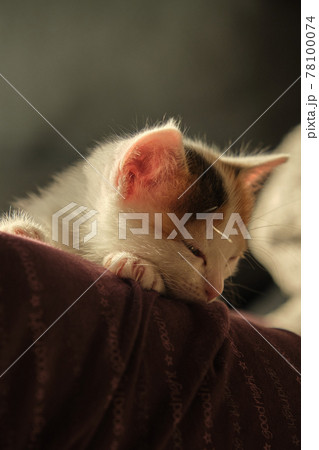 beautiful tricolor little pet kitten beautiful tricolor little pet kitten 78100074