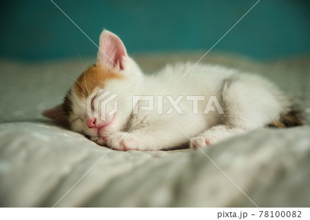beautiful tricolor little pet kitten 78100082