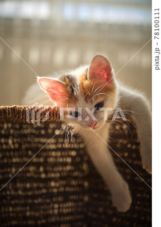 beautiful tricolor little pet kitten beautiful tricolor little pet kitten 78100111