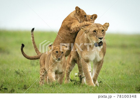 Cubs attack lioness walking through grassy plain 78100348