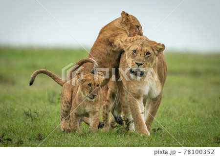 Cubs attack lioness crossing plain towards camera 78100352