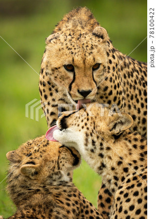 Close-up of three cheetahs grooming each other 78100422