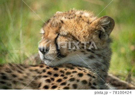Close-up of sleepy cheetah cub turning head 78100424