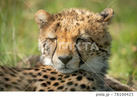 Close-up of sleepy cheetah cub on grass 78100425