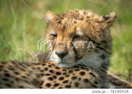 Close-up of sleepy cheetah cub lying down Close-up of sleepy cheetah cub lying down 78100426