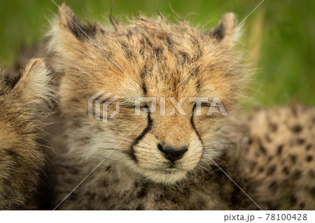 Close-up of sleepy cheetah cub beside another 78100428