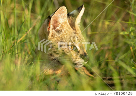 Close-up of serval sitting in long grass Close-up of serval sitting in long grass 78100429