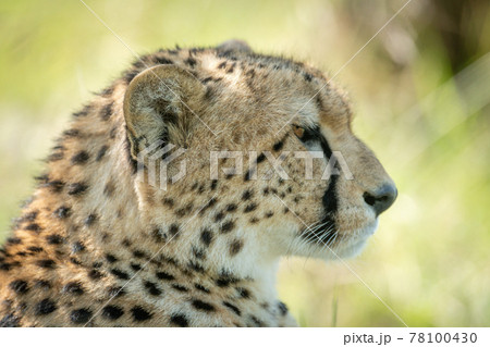 Close-up of sitting cheetah head and shoulders Close-up of sitting cheetah head and shoulders 78100430