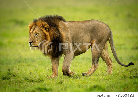 Close-up of male lion walking lifting paw 78100433