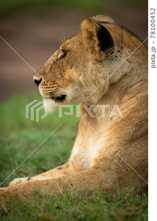 Close-up of lioness lying down in grass Close-up of lioness lying down in grass 78100452