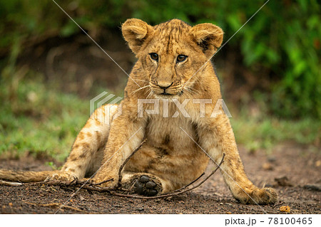Close-up of lion cub sitting with branch 78100465
