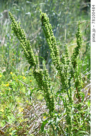 ギシギシ(羊蹄) ギシギシ(羊蹄) 78100484