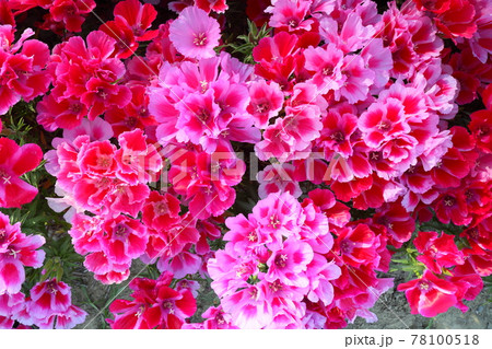 ゴデチア 78100518