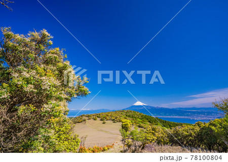 （静岡県）アセビの新緑が美しい、伊豆金冠山から望む、富士山 78100804