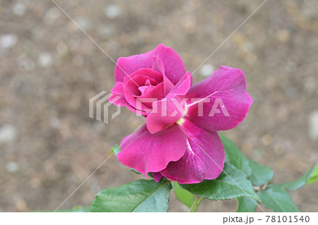 イントゥリーグ 78101540