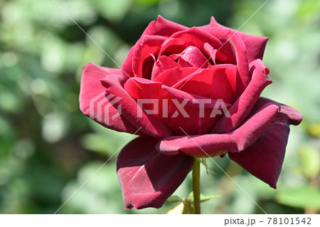 オクラホマ・バラ 78101542