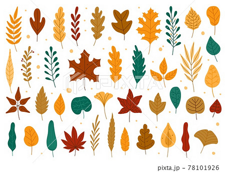 Autumn leaves. Oak, maple, elm dry fallen leaf. Hand drawn fall forest yellow or red foliage. Dried plant leaves, autumnal falling leaf vector set 78101926